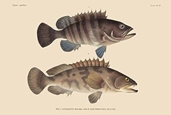Amazon | BiblioArt Post Card Series シーボルト 『日本動物誌