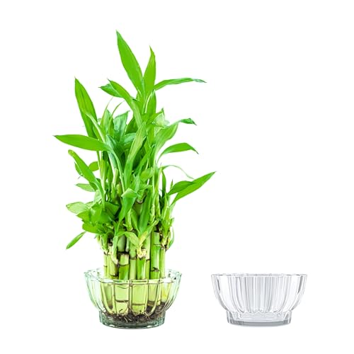 Image of Bamboo Pots |pots for Lucky Bamboo | Decorative Glas | Transperant Glass Bowl | Crystal Cut Glass Pot for Brazilian Wood Plant | (Plant not Included) (Medium, 1, Count)