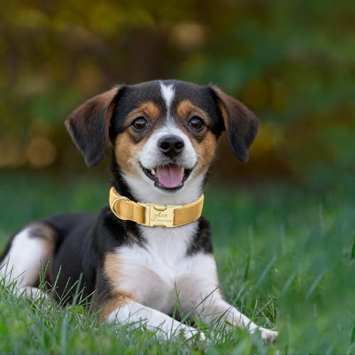 Personalisierte Hundehalsband mit Namensgravur- Verstellbares Welpenhalsband aus weichem Polyester- Samt, Robustes & individuell graviertes Hunde Halsband für kleine, mittlere und große Hund-5