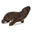 California Sea Lion