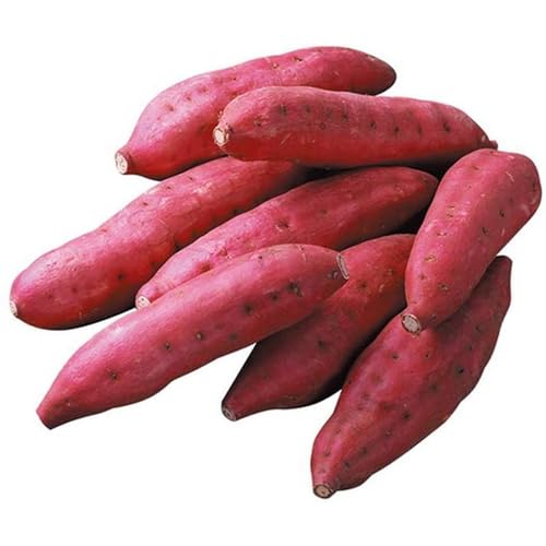 🎶 【Buona adattabilità】 Può adattarsi alla maggior parte dei terreni, ma produce i migliori frutti/verdure/fiori in un terreno profondo e drenante con umidità costante in una posizione soleggiata. Piantandolo da solo, tu raccogli frutta e fiori sani e vegetali e goditi il ​​divertimento della semina.