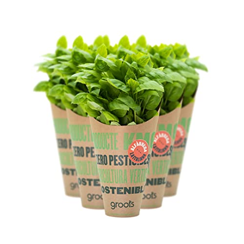 Groots | Pack 5 Conos de Albahaca Fresca con sus Raíces | Hierba Aromática | Especia para Condimentar Pastas, Pizzas, Ensaladas y Salsas | Planta Natural Viva | Sin Pesticidas Cover