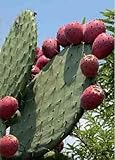 15PCS Red Prickly Pear Cactus Seeds Opuntia Ficus Heirloom Seeds