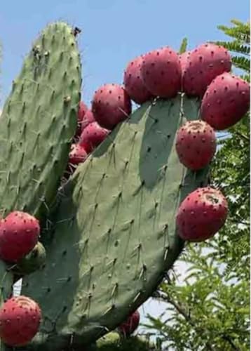 15PCS Red Prickly Pear Cactus Seeds Opuntia Ficus Heirloom Seeds
