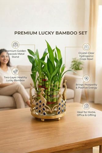 Image of Lucky Bamboo Plant 2-Layer in Round Glass Pot with Decorative Metal Stand - Feng Shui Indoor Plant for Home & Office, Vastu Good Luck Plant, Low Maintenance Air Purifying Gift