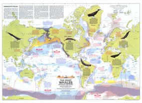 National Geographic Map - The Great Whales Migration and Range