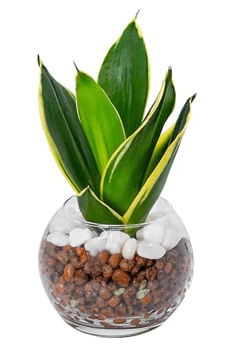 サンスベリア 観葉植物 ハイドロカルチャー