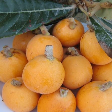 10pcs Loquat Fruit Seeds, Yellow