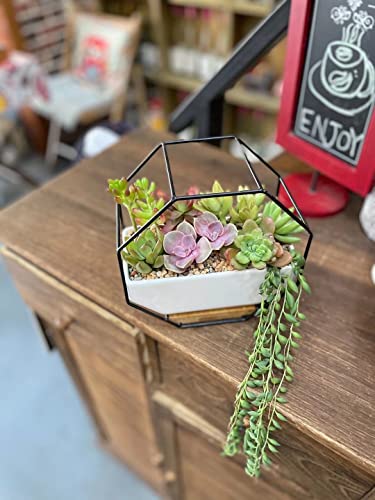 Ivolador Modern Wall Planter, Metal Wire Octagon Design Wall-Mounted Shelves With Ceramic Flower Pot, Air Plant Container Hanging Vase Desktop Succulents Planter-Black #TOP6