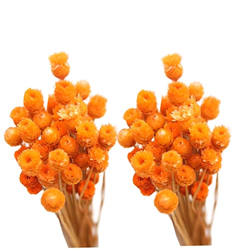 Bouquet de margaritas secas para decoración en jarrón 50 tallos miniatura 2