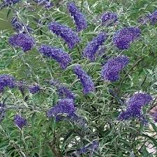 Miniatura 5 de Buddleia Nanho Blue  Plantas extragrandes de 3 galones  Arbusto de mariposa fragante y compacto, ideal para paisajes vibrantes, bordes atractivos y