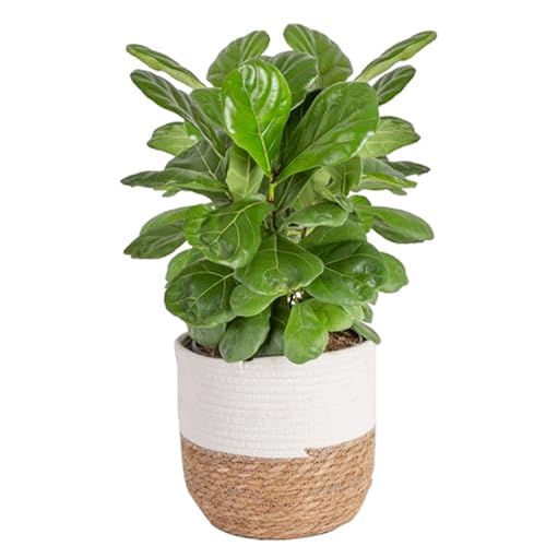 Costa Farms Fiddle Leaf Fig Tree, Live Indoor Ficus Lyrata House Plant Potted in Modern Decor Planter, Floor Plant in Potting Soil Mix, Housewarming Gift, Room, Home, Office Decor, 2-3 Feet Tall