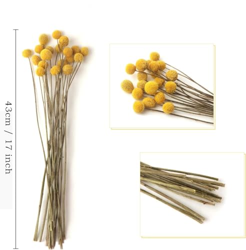 Flores Secas Craspedia Amarillas 50 Pcs 17 Pulgadas miniatura 2