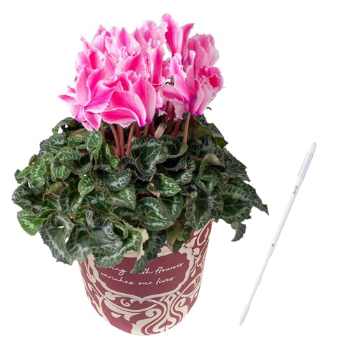 花のギフト社 シクラメン ギフト プレゼント 花 鉢植え 鉢花 水分計 5号鉢 ドリーム ピンク