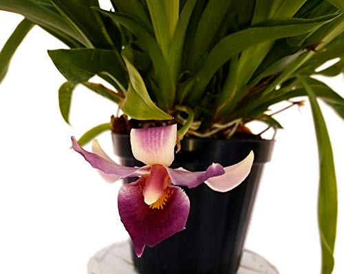 POWERS TO FLOWERS - COCHLEANTHES ORCHIDEA, pianta vera