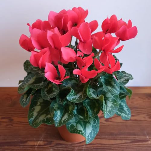 90 graines de fleurs de cyclamen fraîches et neuves