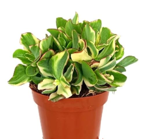 Planta Crasa Crassula Undulata Variegata, en maceta de 12 cm. Suculenta con hojas onduladas y colores verdes, blancos y cremosos. Segura Garden.
