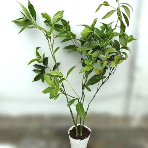 常緑樹 新芽豊富 鉢植え 常緑樹 鉢植え」の人気商品一覧 | 安い商品を通販サイトから探す