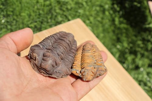 Image of 2PCS Calymene Trilobites Flexicalymene Ordovician Fossil Trilobites Fossil for Kids A10