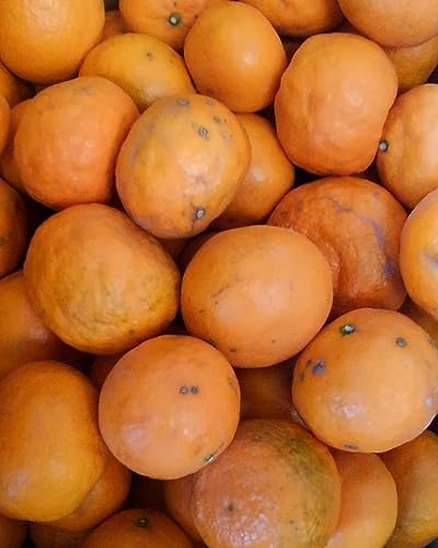 ESC���Q���Y�݂���ƒ�p10�����{�ۏؗ�200�� (����`����)