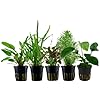 AquaOne Aquariumplanten, 5 x waterplanten, middengrond, aquariumplanten, Anubias Cryptocoryne, Lobelia, Pogostemon Microsorum, set met 5 middengrondplanten