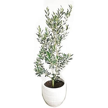 特別配送 オリーブの木 観葉植物 庭木 鉢植え ガーデニング インテリア アウトレット モール Esraapharma Com