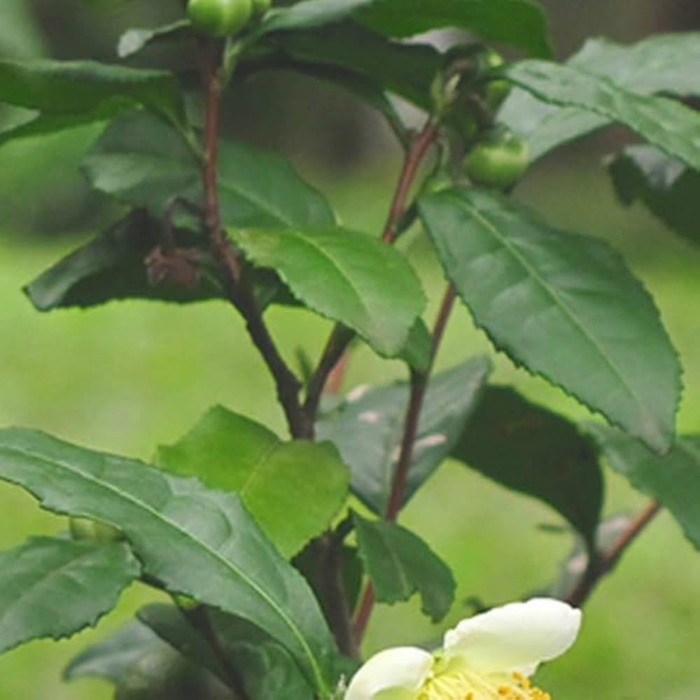 白樺 苗木　6本　1.4メートル+小苗6本　山葡萄苗木セット 白樺 苗木 6本 1.4メートル+小苗6本 山葡萄苗木セット 白樺 苗木 6本