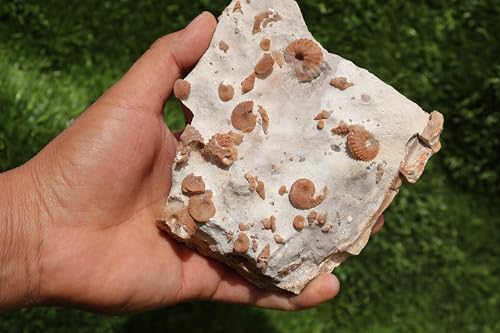 Image of Douvilleiceras & Gastropods Plate Cretaceous Fossils Fossils from Morocco Fossil Rock Ammonites Fossil A204