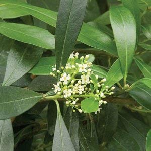 VISA STORE 10 Semillas de Yerba Mate 3338 (Ilex paraguayensis)