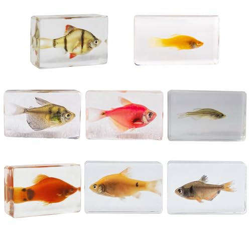 Image of Taxidermy Fish 8pcs, Real Oceans Animals Fish Specimens in Resin Preserved, Clear for Closer-Look & Study, Science Educational Classroom Specimen for Home Office Decor Ornament Gift (2.4x1.4x0.8-inch)