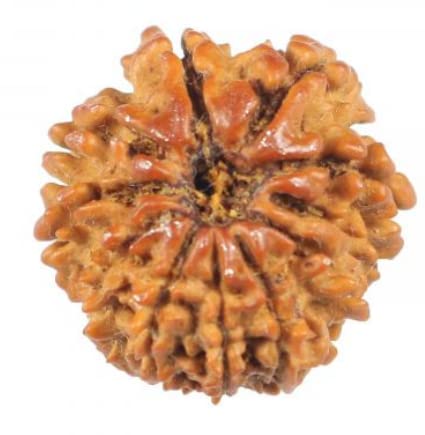 VDA GEMS (ग्यारह मुखी रुद्राक्ष) Pure & Real Quality 11 Mukhi Rudraksha Nepali Beads Certified by Reputed Lab for Men & Women