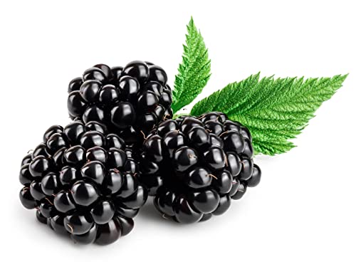 BlackBerry Plants, 'Triple Crown', 2 x Full Plants in 3 Litre Pots, Blackberries, Fruit Plants, BlackBerry, Garden Ready and Ready to Plant, Premium Blackberries