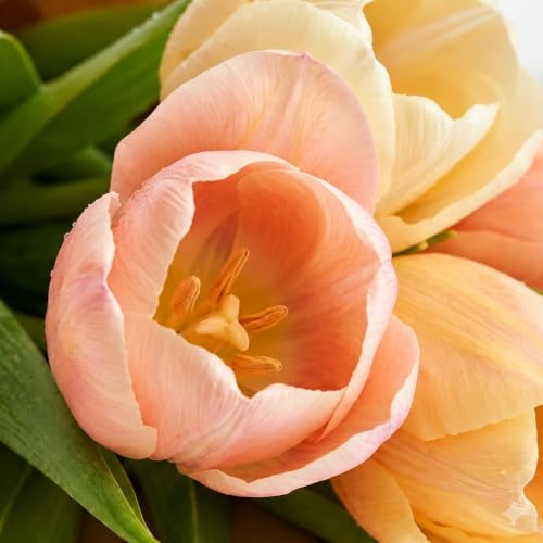 Tulip Flowers Bulbs, Hardy Perennials Perfect for Autumn Yard and Spring Garden Decor