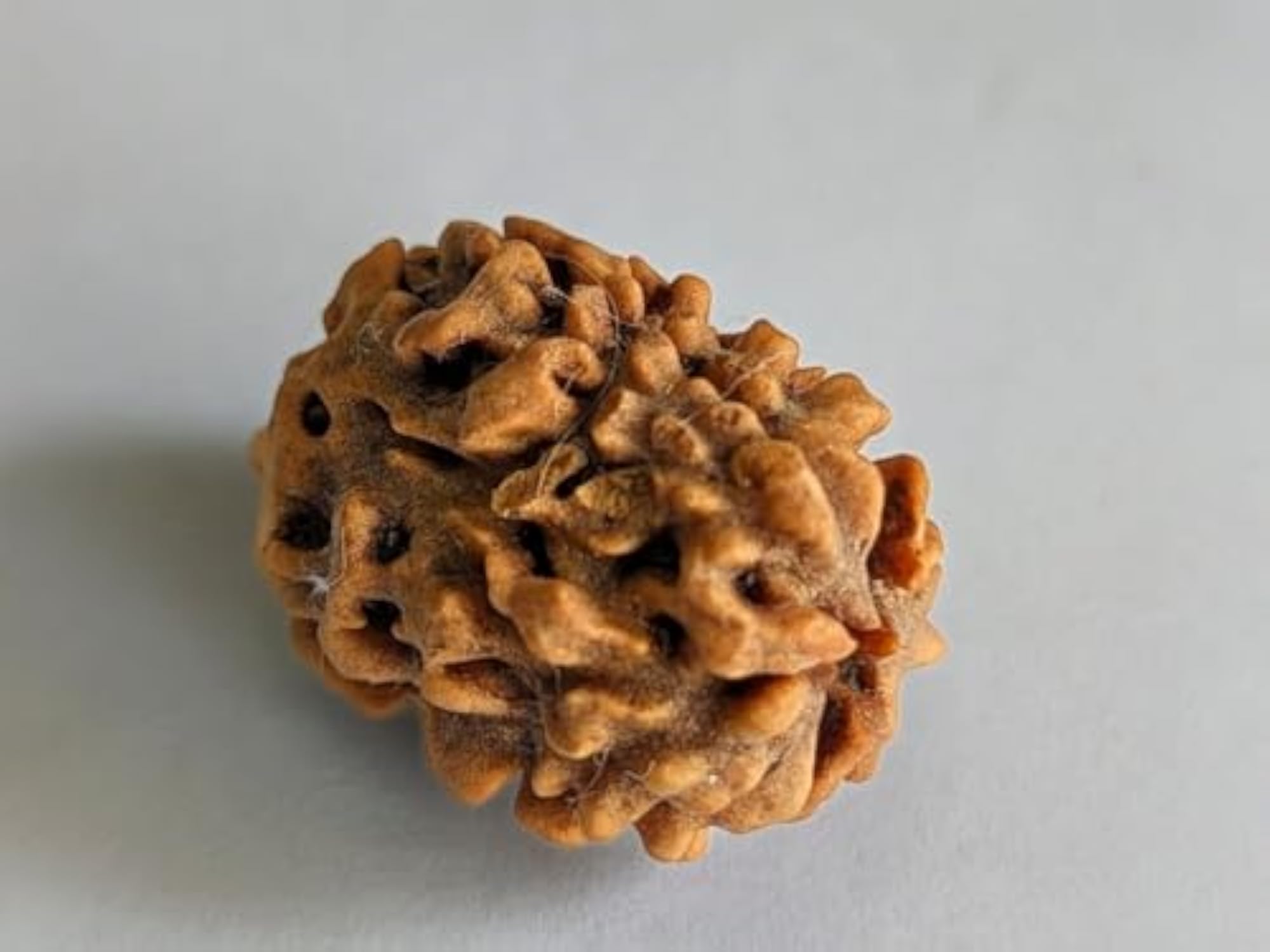 3 Mukhi Rudraksha Original Natural Bead for Spiritual Growth
