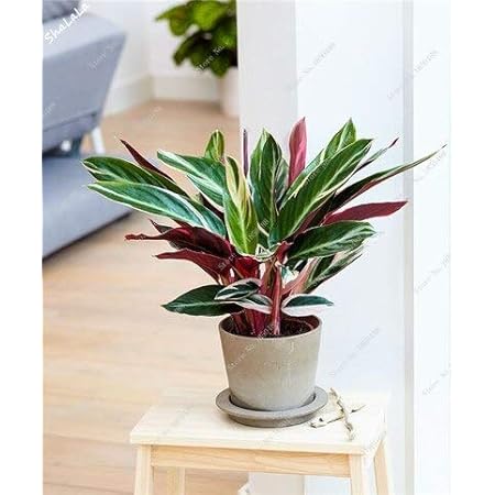 Amazon 5 種類0ピースカラテア種子空気清浄植物美しい花種子事務机盆栽用フラワーガーデン装飾品 花