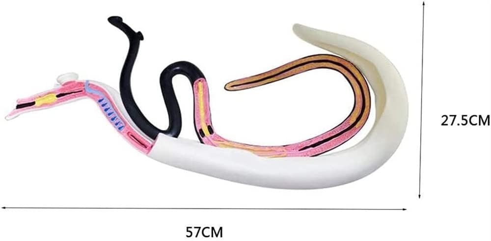 Anatomy Schistosomiasis Model, Biology,PVC Material Special Animal Anatomical -for Medical Educational Training Aid Teaching Aids