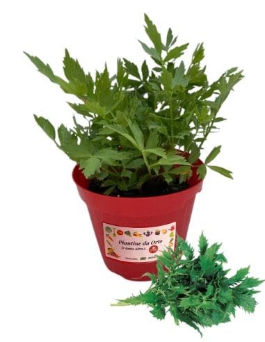 P. Piantine da Orto | Valeriana, Pianta in Vaso Diametro 14 cm, Pianta Pronta per il Trapianto, Pianta Vera da Esterno, Vivaio Italiano