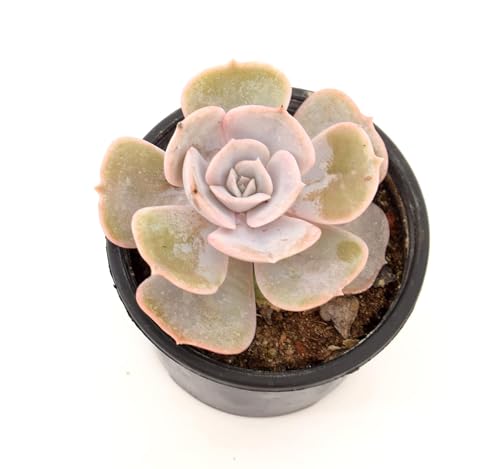 Image of Echeveria Laui Live Succulent with Pot | Rare Powder-Blue Rosette Plant | Low-Maintenance Indoor Decorative Succulent for Desk, Home & Office | Fresh Healthy Live Plant