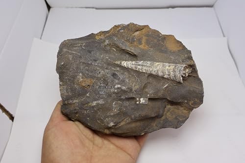Image of Natural Orthoceras Fossil from Devonian Period Fossil from Morocco A306