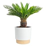 Costa Farms Sago Palm Live Plant in Decorative Pot, Easy to Maintain Large Indoor Houseplant, Perfect for Home, Room, or Office Decor, Great House Warming or Birthday Gift, 2-3 Feet Tall