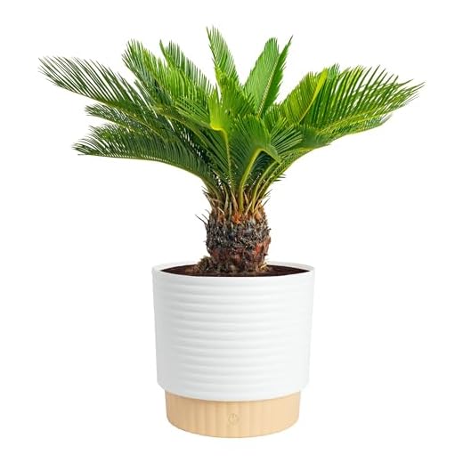 Costa Farms Sago Palm Live Plant