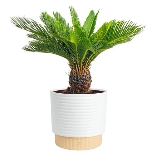 Image of Costa Farms Sago Palm Live Plant in Decorative Pot, Easy to Maintain Large Indoor Houseplant, Perfect for Home, Room, or Office Decor, Great House Warming or Birthday Gift, 2-3 Feet Tall