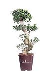 eGarden.store
