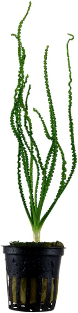 Tropica pot クリナム・カラミストラタム｜水草・球根植物の仲間｜独特な縮れ葉の後景草｜Crinum calamistrat