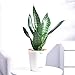 Ugaoo Sansevieria Superba Green Snake Plant with Self Watering Pot