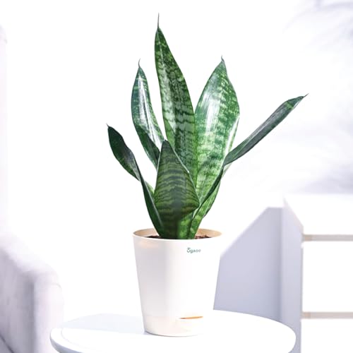 Ugaoo Sansevieria Superba Green Snake Plant with Self Watering Po...