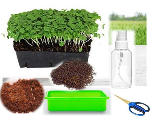 ORGANIC BASIL/SABJA COMPLETE GROWING KIT AT HOME (Grow & Eat)(With Tray, Accessories & Instructions)-picture-22