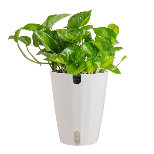 Costa Farms Global Green Pothos Live Plant in Self...