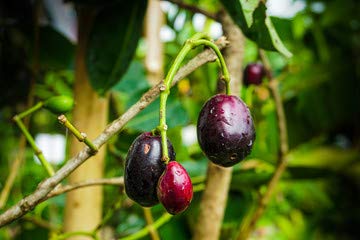 SelpLine | Syzygium cumini/Malabar plum/Java plum/Jamun Fruit Plant (One Healthy Live Plant)