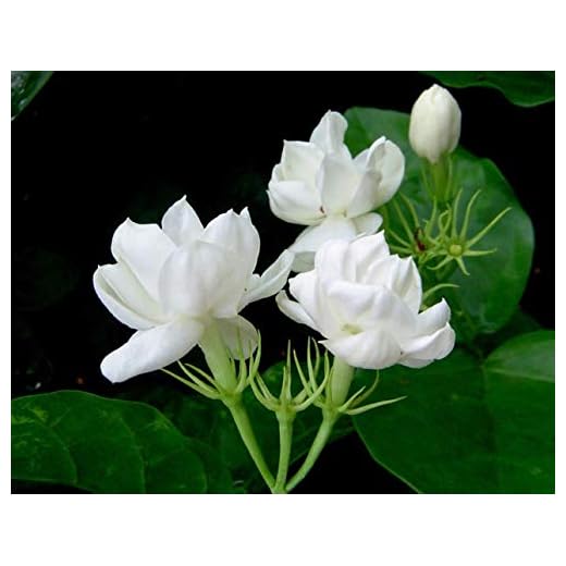 'Maid of Orleans' Arabian Jasmine Plant 10-12 Inches